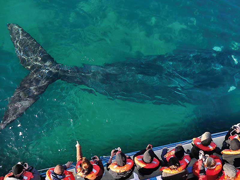 Península Valdéz, avistaje de ballenas
