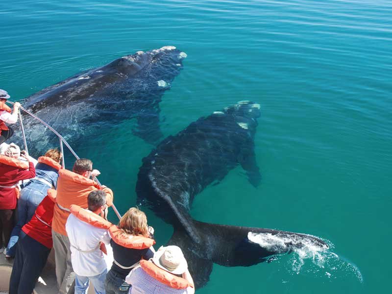Península Valdéz, avistaje de ballenas