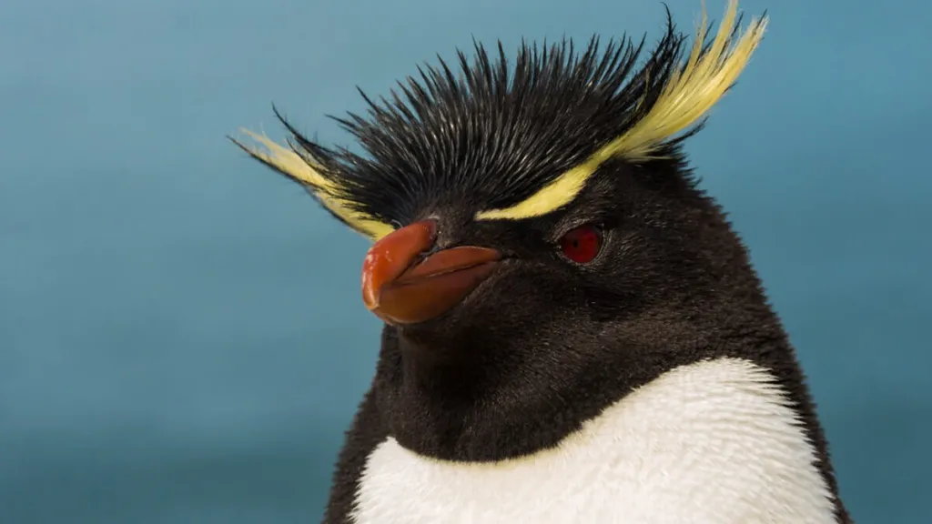 pingüinos de Magallanes