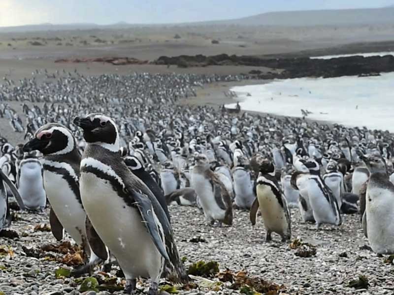 Pingüinos en Punta Tombo