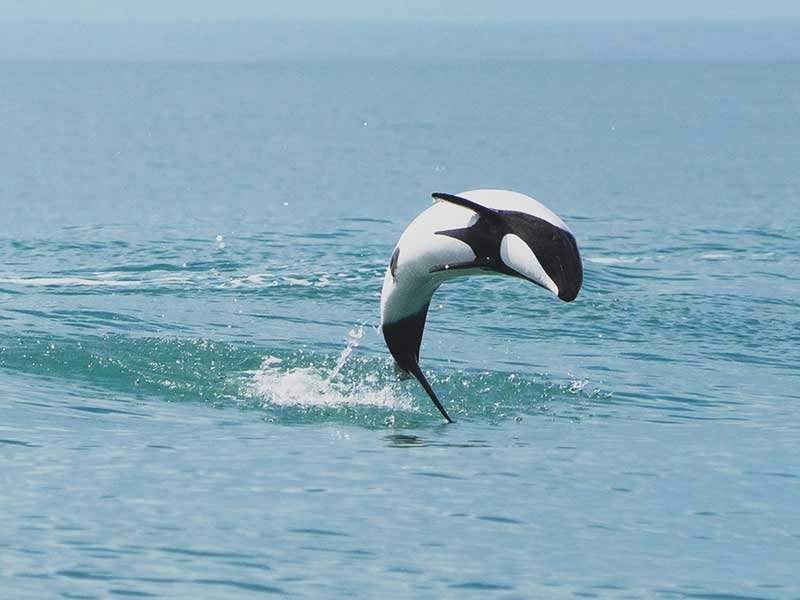 Tonina Overa saltando fuera del agua