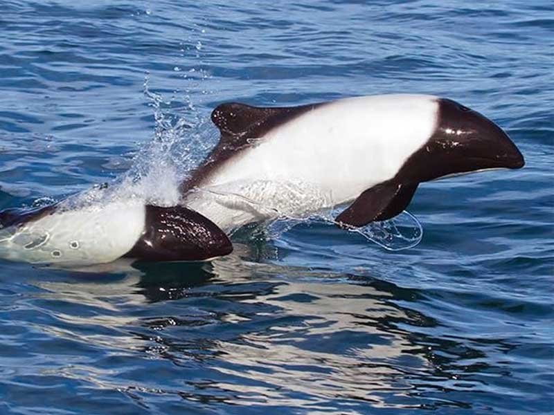 dos toninas overas nadando